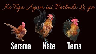 Perbedaan Ayam Serama,Ayam Kate dengan Ayam Tema(Kate Serama) #membedakanayamkatedenganserama