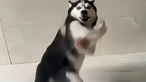 Title:"Back to Free Fire After 5 Years... I Forgot How to Play! 😂 | Harsh Gaming Shorts"