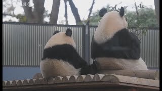 シャンシャン まもなく独り立ち　母子一緒はあと少し