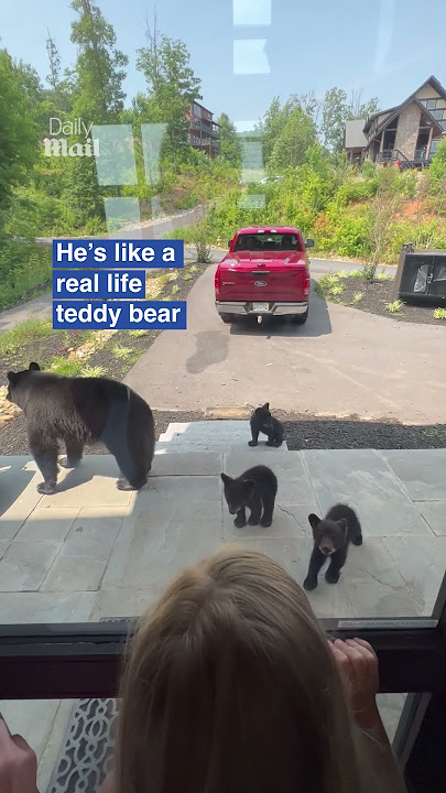 Adorable bear cub stands up to greet family