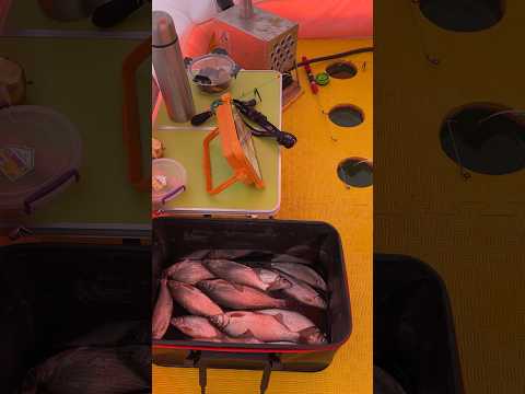 Утренний клёв Рыбца