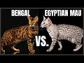 Bengal Cat VS. Egyptian Mau Cat の動画、YouTube動画。