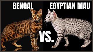 Bengal Cat VS. Egyptian Mau Cat
