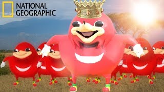 Ugandan Knuckles | Wildlife Documentary