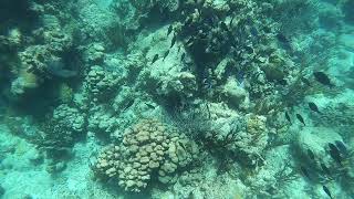 Large School of Fish off Culebra by Connie Levenhagen Niemi 243 views 5 years ago 1 minute, 3 seconds