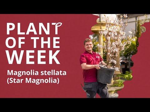 Magnolia stellata (Star