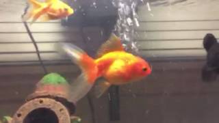 I Might Get A New Fish