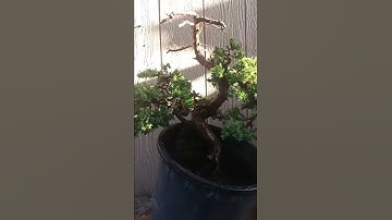 Bonsai juniper