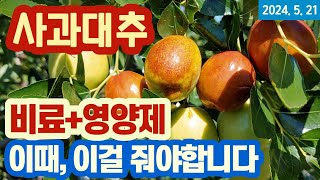 사과대추 - 비료/영양제 주는 시기와 방법