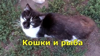 Мои удивительные кошки. Приколы  на рыбалке.