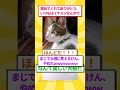 猫なはずが完全なる大根になってしまった #cat #ゆっくり解説 #保護猫 #ネコ