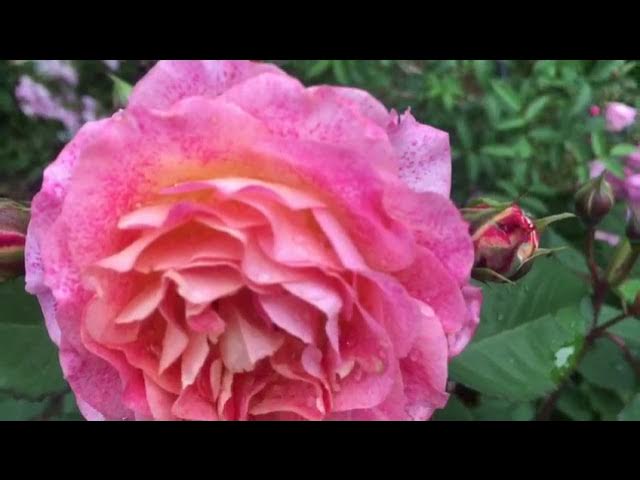 Көйлектегі секс, ит стилі