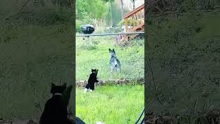 Cats vs dogs #funny #cat #haveitoldyoulatelythatiloveyou #animals #youareoneofakind #pets #memes