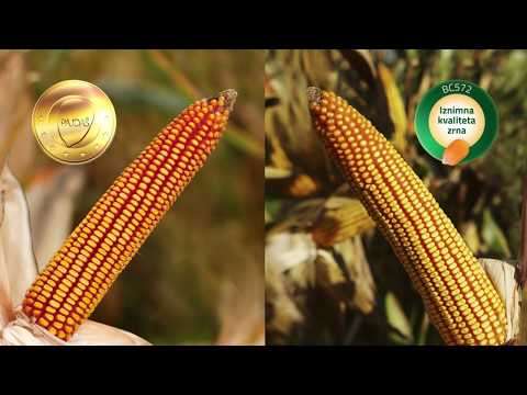 Video: Tillers On Corn - Informacije o Odojcima na kukuruznim stabljikama