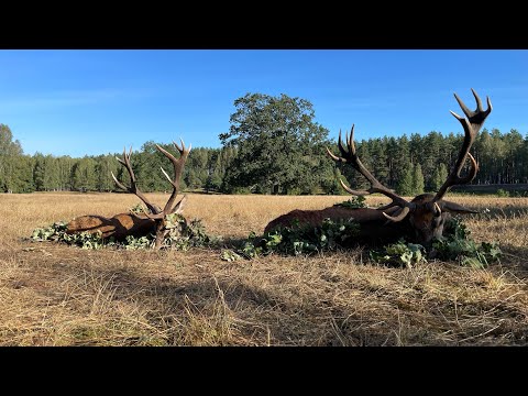 Pirsch im Moor