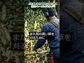 全国で実際にあった刈払い機の事故事例1【刈払機取扱作業者安全衛生教育】