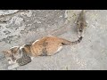 Adopted Kitten Always Looking For Milk Draining Mother Cat