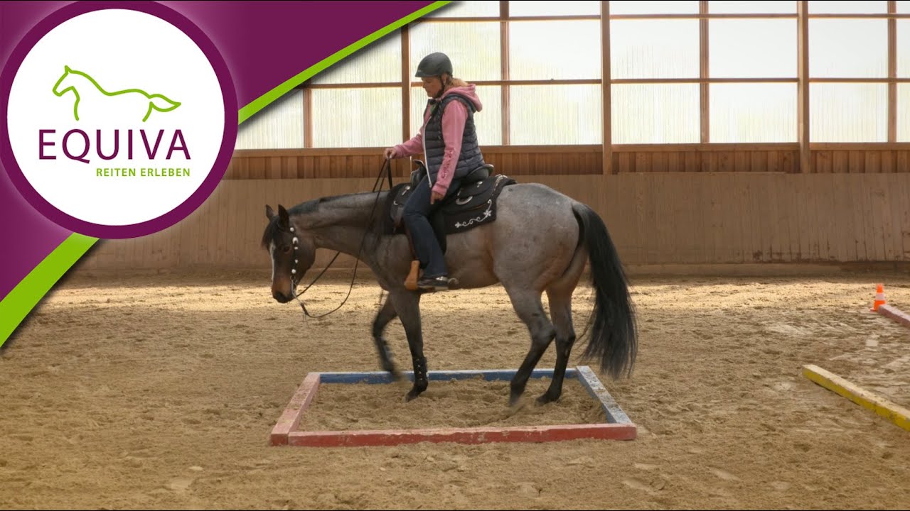 Slinky Railshirt Pour Cheval – Fait Main, Neuf, Fabriqué En Allemagne