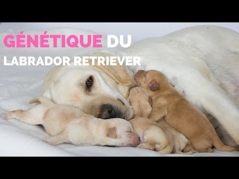 Vidéo: Dois-je donner à mon chien un 