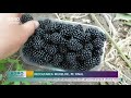 Recoltarea murelor, pe final – AGRO TV News