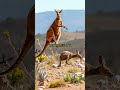 5 Jaw-Dropping Kangaroo Facts #KangarooFacts #WildlifeWonders #AustralianAnimals