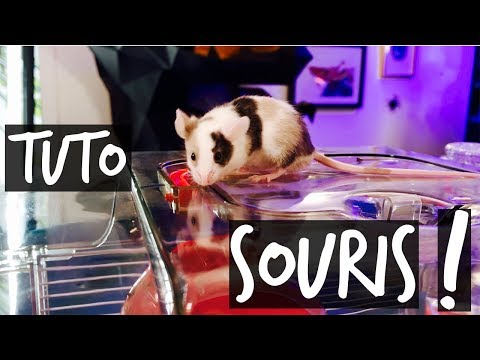 Vidéo: Comment Ne Pas être Une Souris Grise En