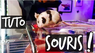 UNE SOURIS DE COMPAGNIE ? TUTO TOOPET !