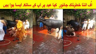 Dangerous Cow 2020 / Most DANGEROUS Bulls for Qurbani at Eid ul Adha 2020 Bakra Eid