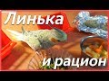 ЛИНЬКА У ПОПУГАЯ. Питание в период линьки. | Рокки Life