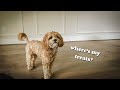 Funny Dog’s Power Outage Moment