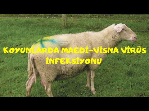 KOYUNLARDA MAEDİ-VİSNA VİRÜS İNFEKSİYONU-CAPRİNAE MAEDİ-VİSNA VİRUS İNFECTİON