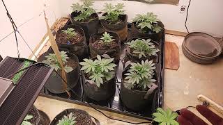 New 4X4 Tray For The Garden 7-24-26
