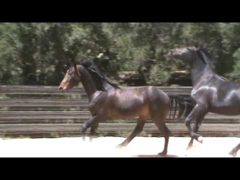 Maddy and Max...Hanoverian...  dressage prosepcts