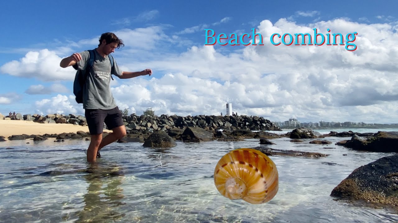 2 Rare shells in 2 meters!? Shelling at low tide and saving sea hares