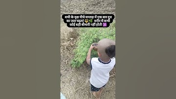 शमी वृक्ष के नीचे ये उपाय करने 🌱 सब मनोकामना पूरी होती है 🕉️ #pandit_pradeep_ji_mishra