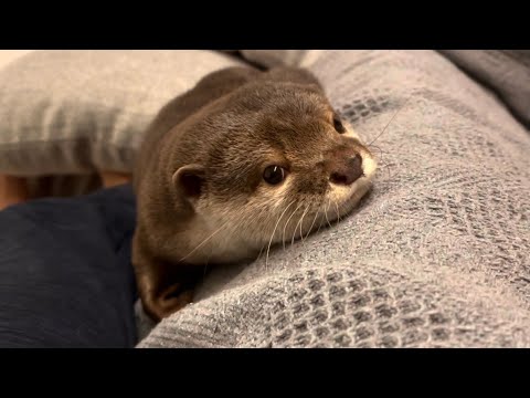 カワウソさくら 洗濯直後のソファカバーにここぞとばかりに匂いをつける otter that understands and rubs as a new blanket