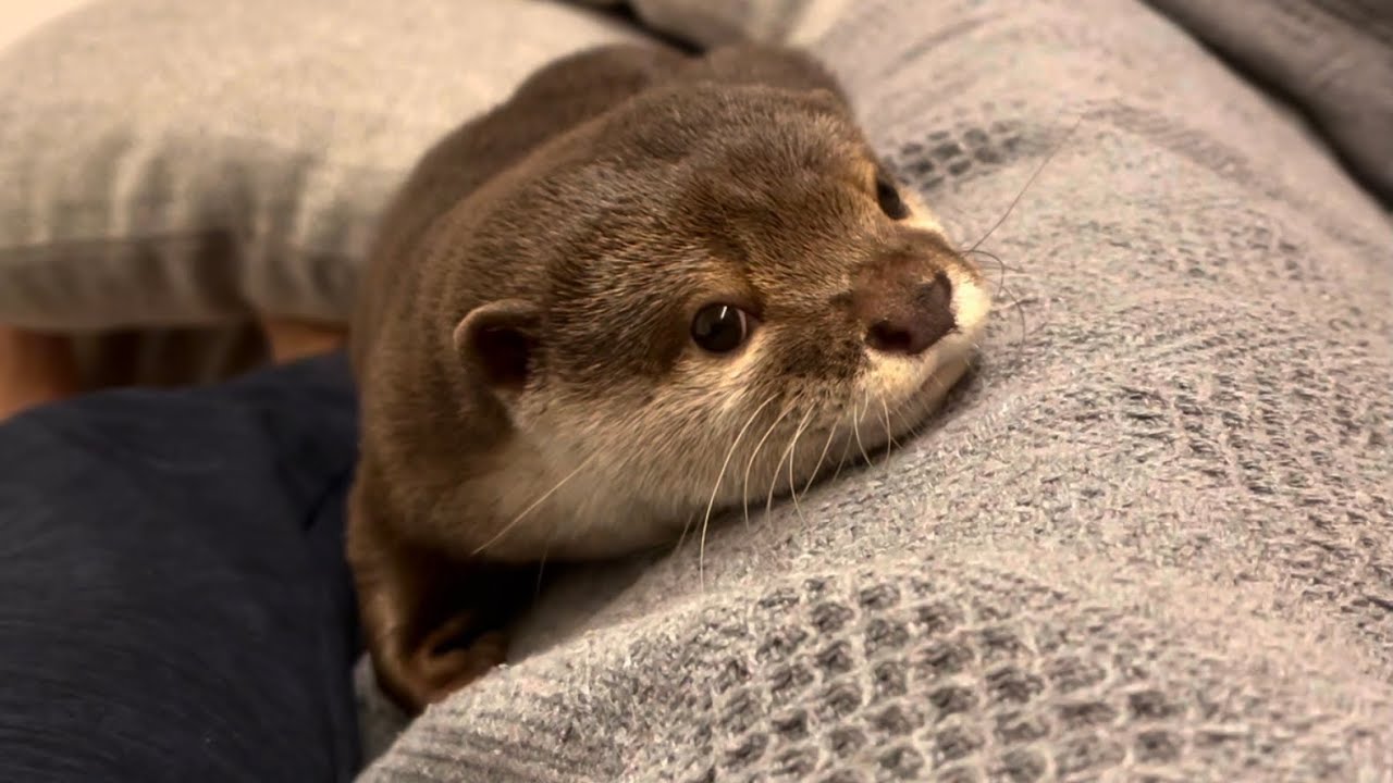 Otter That Understands And Rubs As A New Blanket Youtube