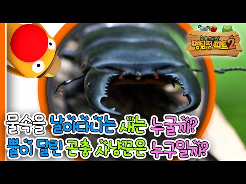 |숲 속 <strong>수사대</strong>|동물|식물|곤충|애니메이션