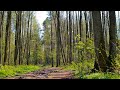 Listen to the voices of birds in the spring forest. Relax, relieve stress, atmospheric video.