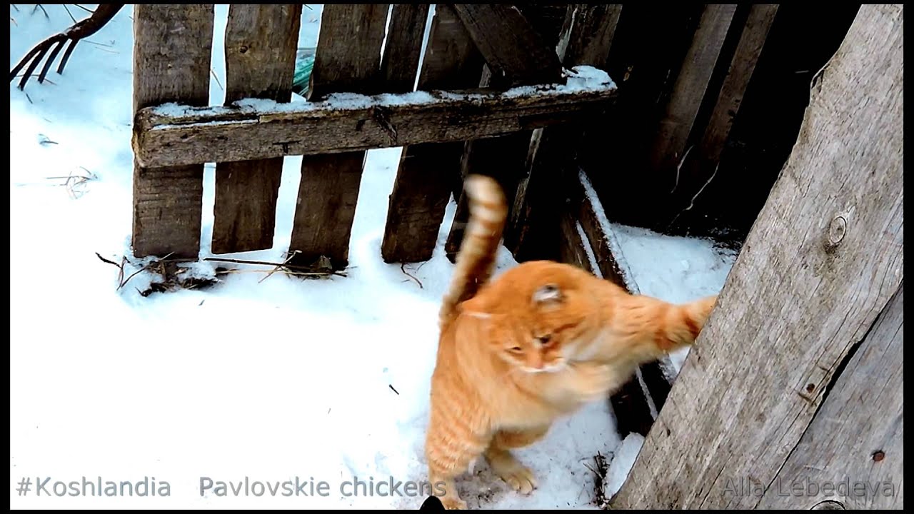 Видео нашел кошку