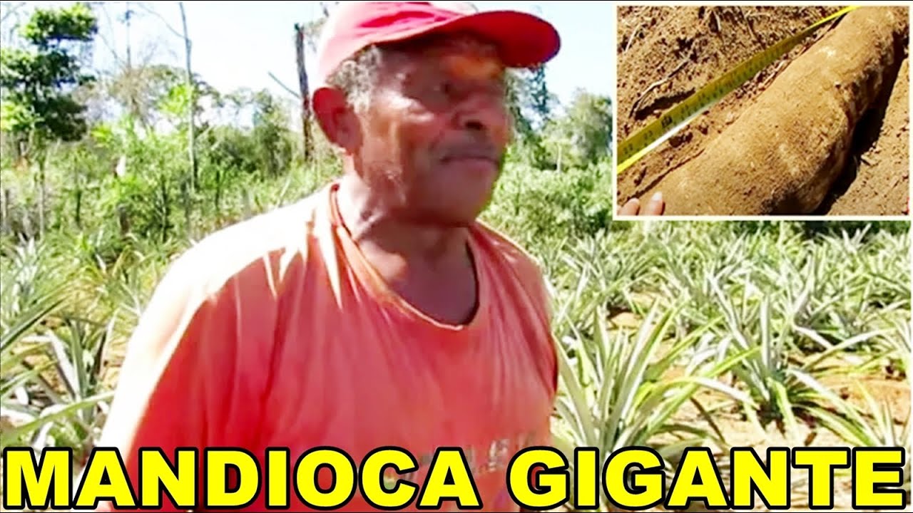 Quanto Mede A Maior Mandioca Do Mundo?