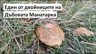 Един от двойниците на Дъбовата Манатарка