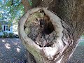 structural analysis Big Decayed Norway Maple