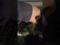 purring meows #ark #canada #cats #catshorts #catsmeow #catsofyt #kitty #meow #catshort #cat