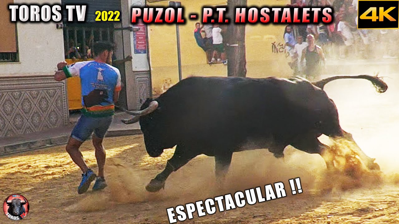 TOROS PUZOL  ▶️ P.T: Hostalets 2022 / TOROS BRAVOS - videos de toros tv en 4K