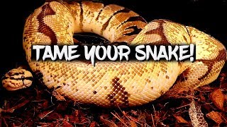 How to tame your snake!