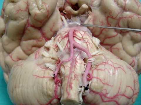 Vídeo: Anatomía, Función Y Diagrama De La Arteria Comunicante Posterior - Mapas Corporales