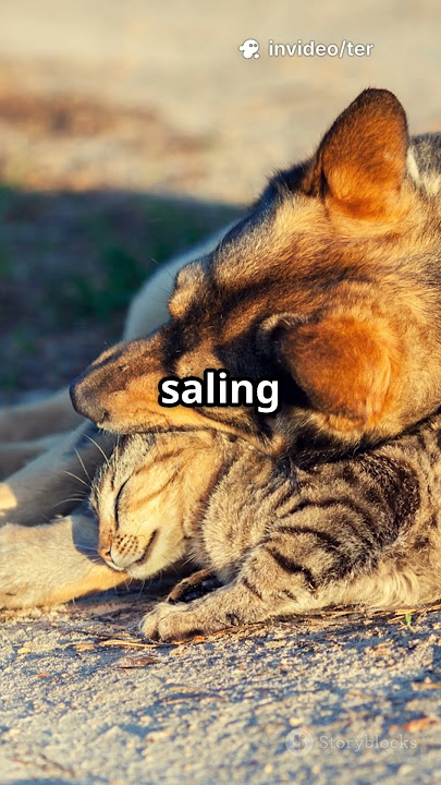 kisah kucing dan anjing yang bikin terharu #persahabatan #animals #kucing #anjing #pets #shorts #fyp