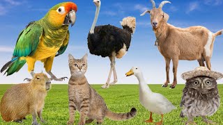 Amazing Abumal Sounds - Parrot, Ostrich, Capybara, Chick, Goat, Cat, Owl, Goose - Learn Animals