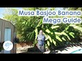 Musa Basjoo Cold Hardy Banana Mega Guide - Everything you wanted to know and some stuff you didn
